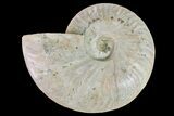 Silver Iridescent Ammonite (Cleoniceras) Fossil - Madagascar #159399-1